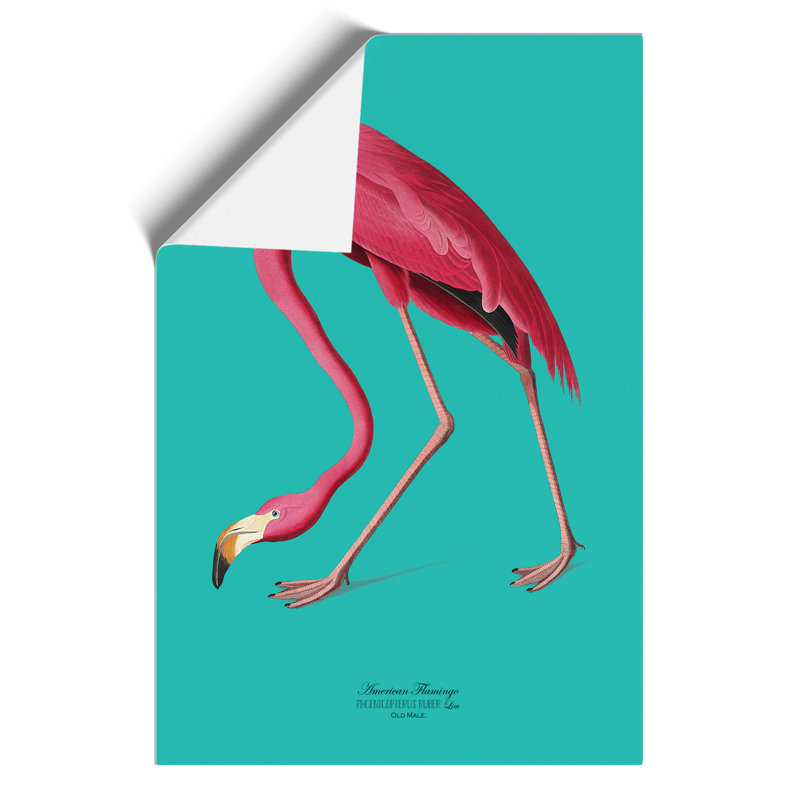 Flamingo in Teal by John James Audubon - Frameless Print, 59cm H x 42cm W x 0.1cm D