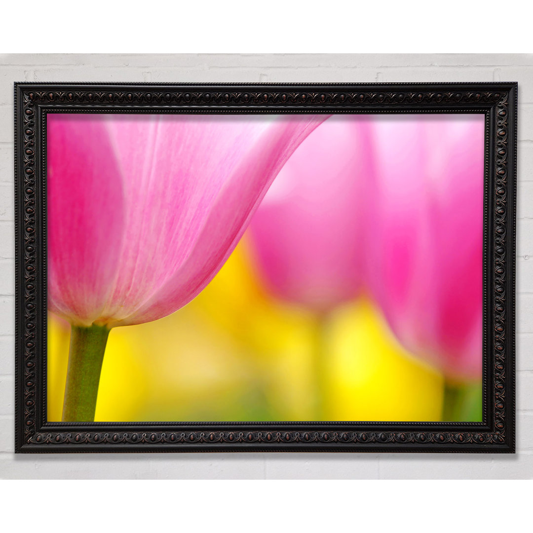 Close-Up Soft Heaven Tulpe - Einzelner Bilderrahmen Kunstdrucke