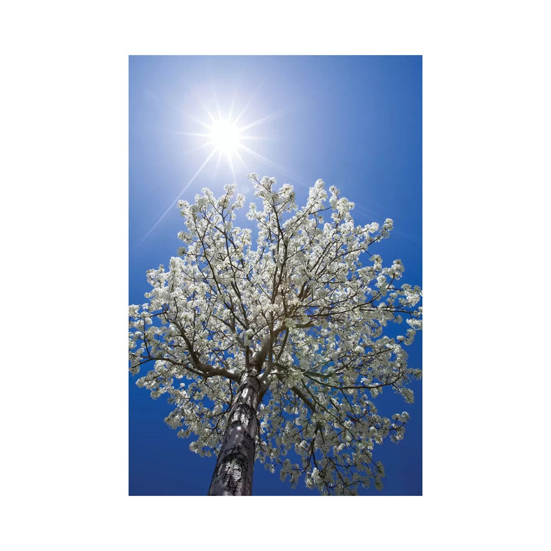 Usa, California, Bishop. Flowering Pear Tree. by Jaynes Gallery - Wrapped Canvas Print, 101.6 cm H x 66.04 cm W