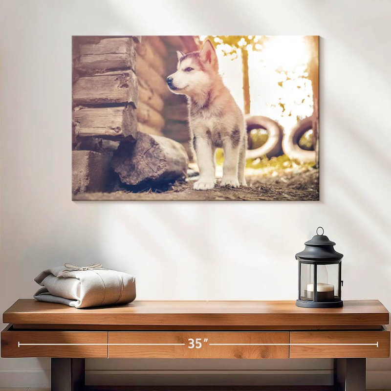 Adorable Malamute d'Alaska, H 16 po x l 24 po