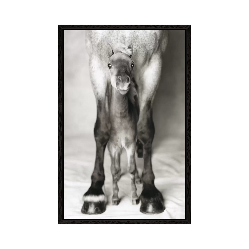 Jumbo And Nippa by Rachael Hale - Print on Canvas, 66.04 cm H x 45.72 cm W, Black Framed