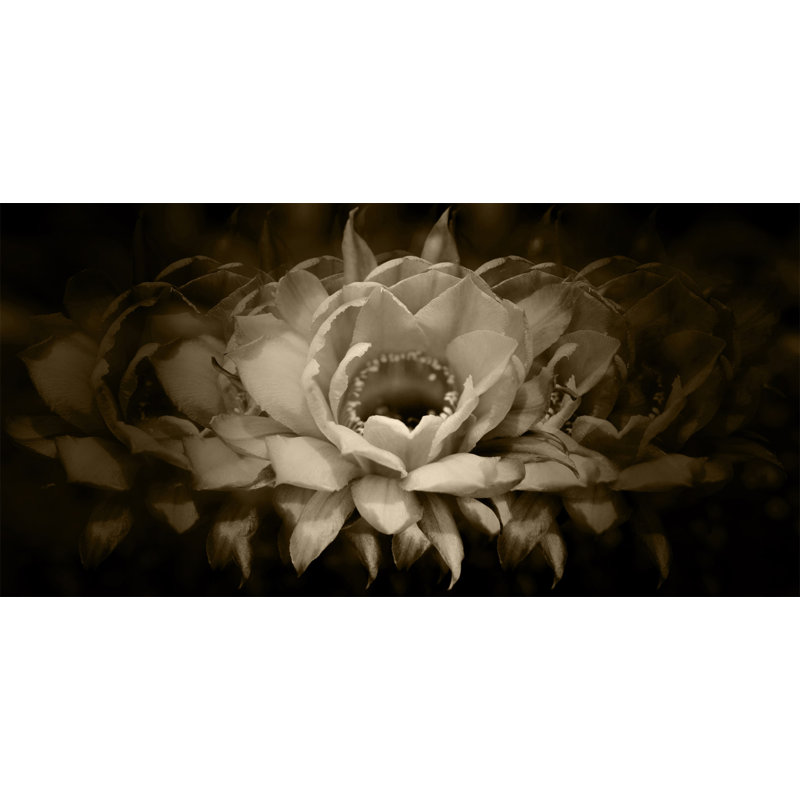 Sepia Petals 1 Print by Nathan Turner