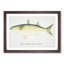 Illustration of a Sand Mullet Fish by F.E. Clarke - Picture Frame Painting Print-55579599-55579600