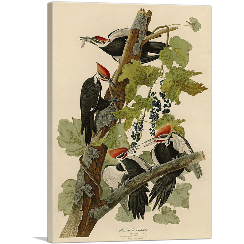 «Pileat Woodpecker» par James Audubon, reproduction d'art sur toile tendue, H 18 po x l 12 po x P 0,75 po