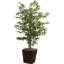 Dejaun 48'' Faux Tree in Manufactured Wood Basket