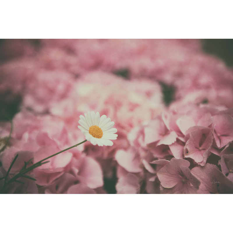 Daisy Dreams by Aledanda - Photograph Print, 81 cm H x 122 cm W, Black Floater Frame