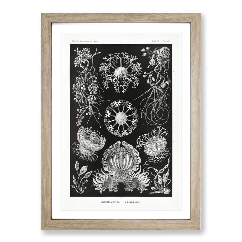 Ascomycete Fungi by Ernst Haeckel - Picture Frame Graphic Art, 48cm H x 36cm W x 2cm D, Oak Framed