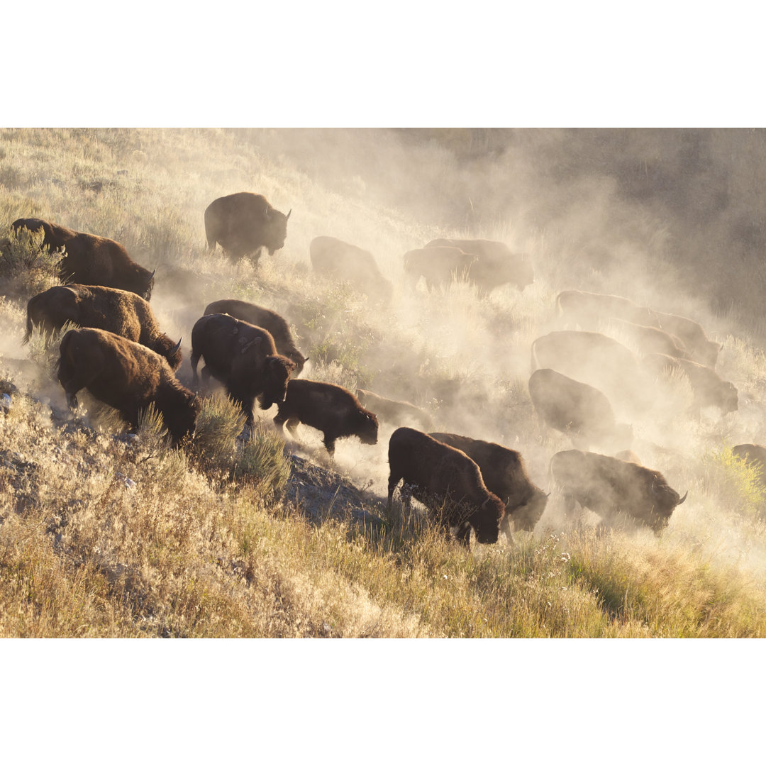 Leinwandbild Yellowstone Bison Herd