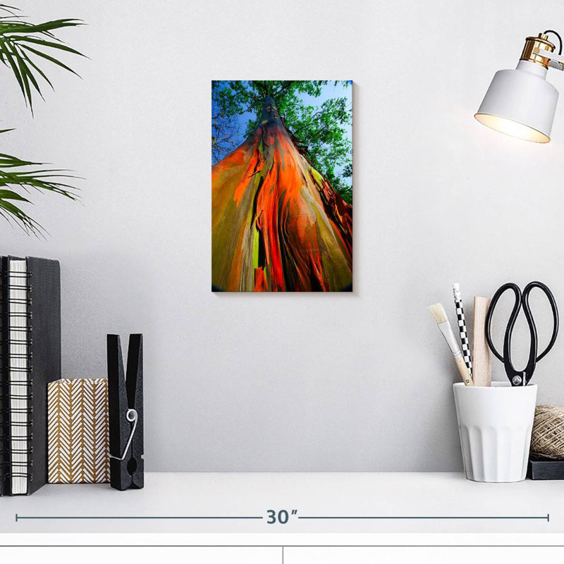 Eucalyptus arc-en-ciel, H 12 po x l 8 po