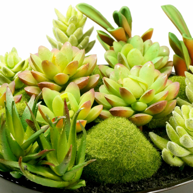 Faux plantes grasses, mousse, cactus et aloès en pot