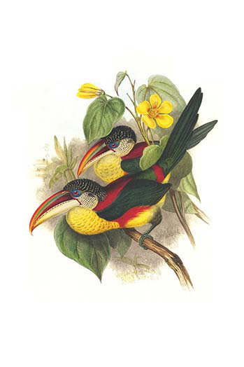« red cou or double colliered aracari » par john gould, impression, H 66 po x l 44 po x P 1,5 po