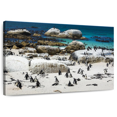 Pingouins de Brampt Boulders Beach