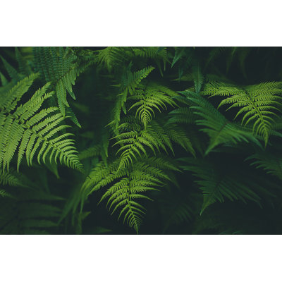 Fern Background by Jasmina007
