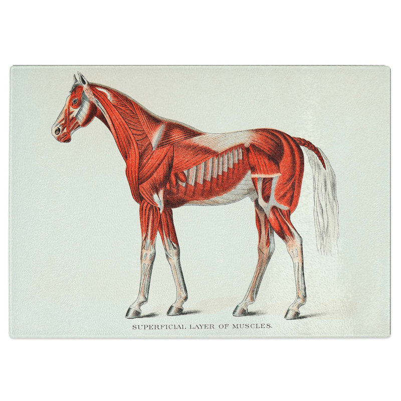 Tempered Glass Anatomy of a Horse Chopping Board, 39 cm W x 28.5 cm L