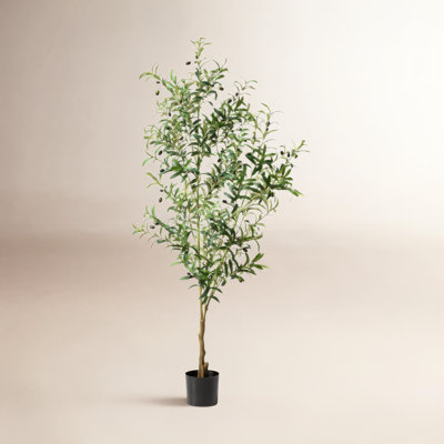 Amee 70" Olive Tree in Pot