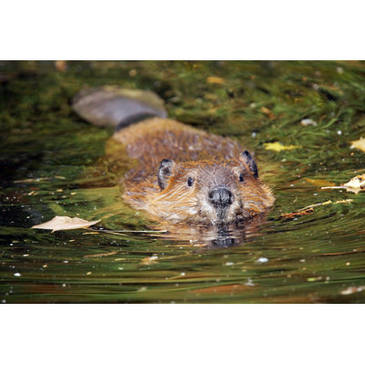 Amruth " Swimming Beaver " by Sylviebouchard