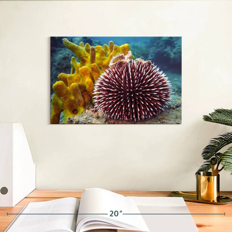 Sea Urchin, H 8 po x l 12 po