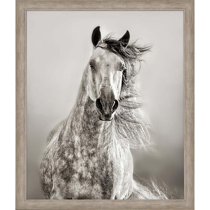 Caballo De Andaluz