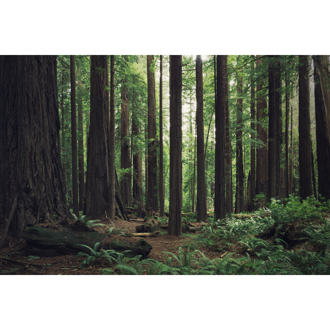 Redwood Forest von LordRunar - Kunstdrucke auf Leinwand