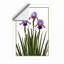 Iris Bloom Botanical - Framed Print-2044307218-2044307225