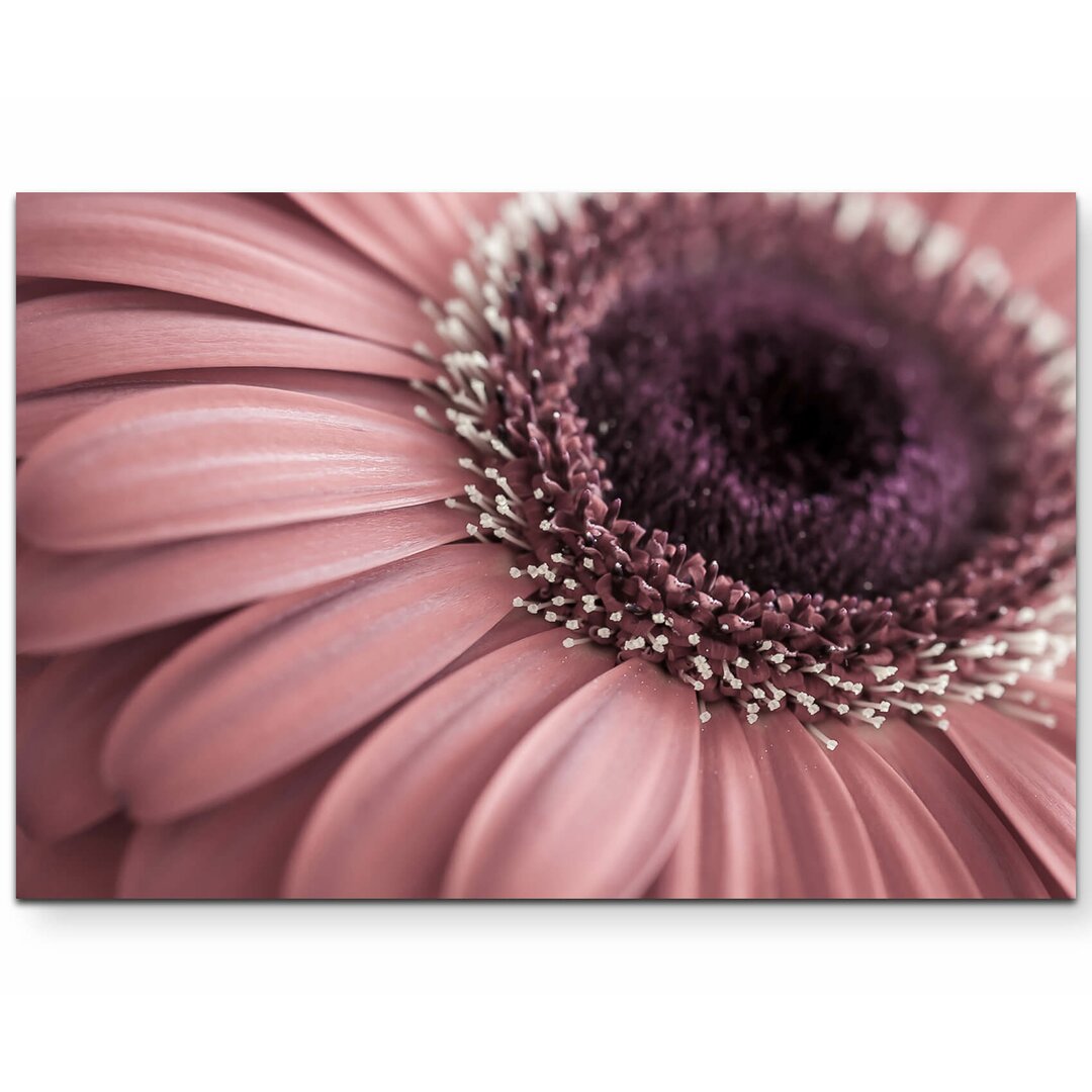 Leinwandbild Rosa Gerbera – Nahaufnahme