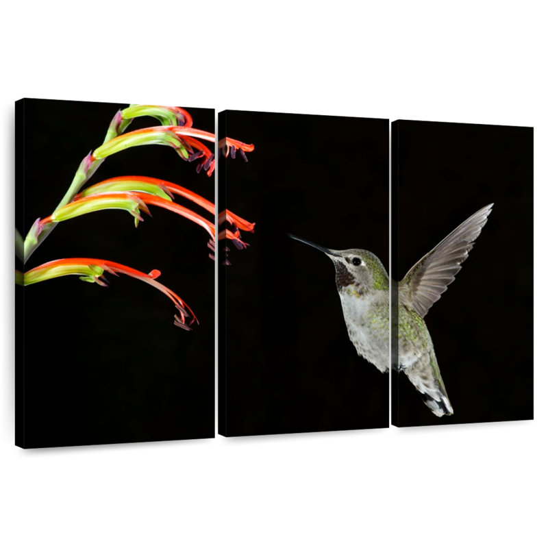 Brampt Hummingbird On Black, 48" H x 74" W