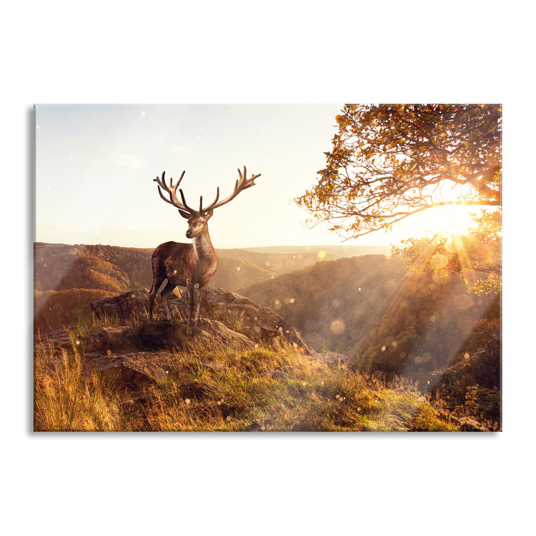 Fotodruck Anmutiges Wild bei Sonnenuntergang