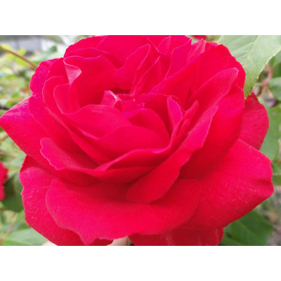 Décalcomanie murale rose pourpre Goulart