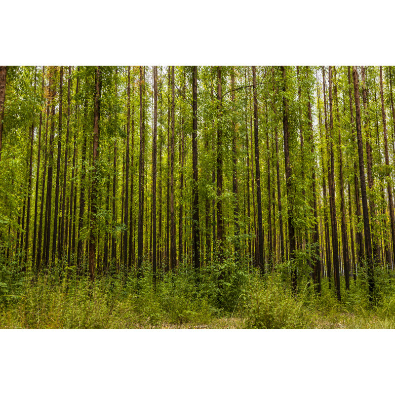 Eucalyptus Forest by AlbertoChagas - Wrapped Canvas Print, 30cm H x 46cm W