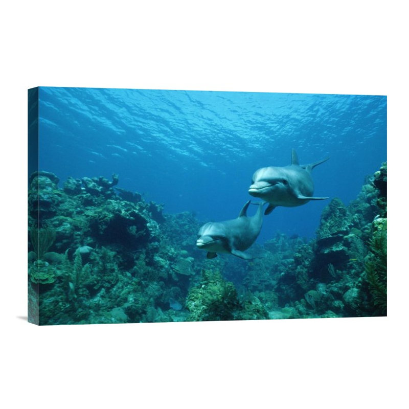 " Bottlenose Dolphin Pair Swimming Over Coral Reef, Honduras ", 12" H x 18" W, Wrapped Canvas