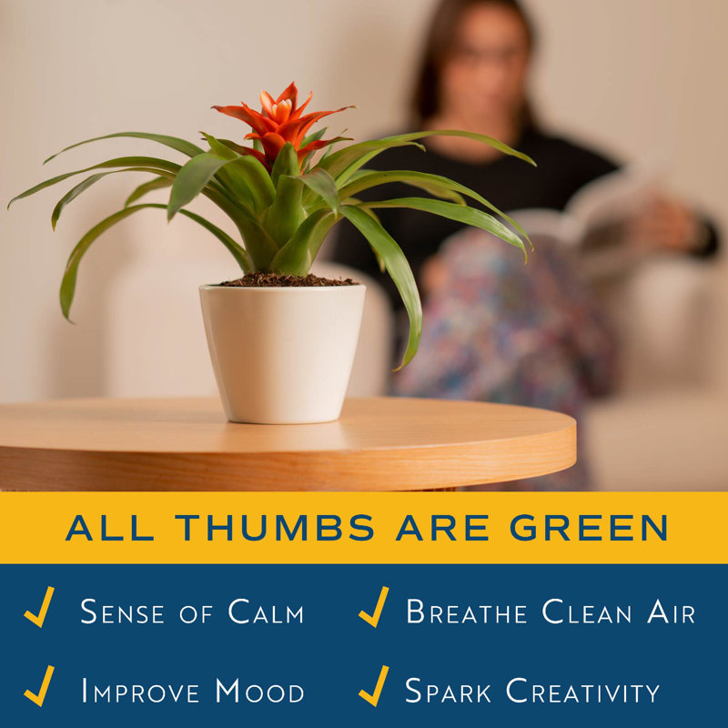 Foliage Plant in Planter
