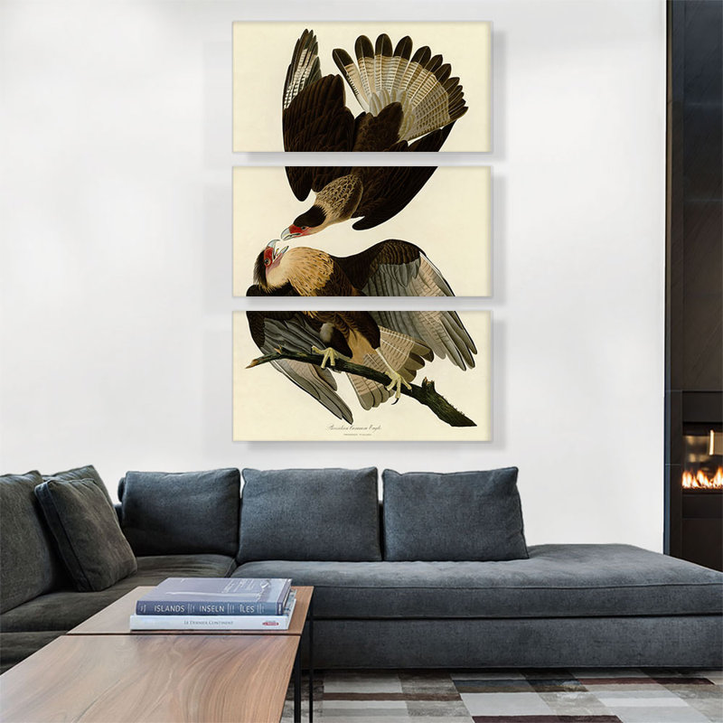«Brasilian Caracara Eagle» par James Audubon, ensemble de 3 reproductions d'art sur toiles tendues