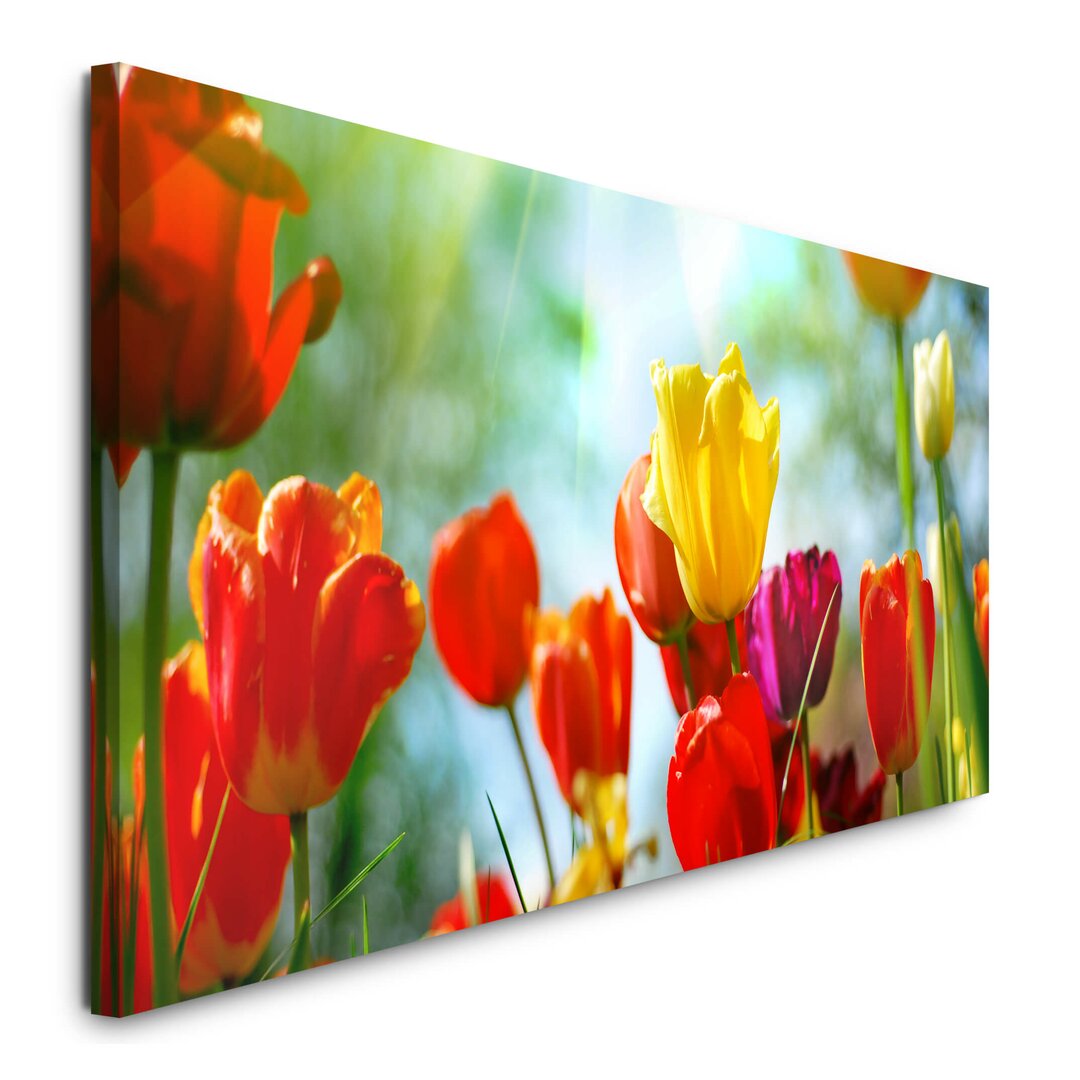 Leinwandbild Bunte Tulpen