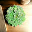 Conception succulente sur un vase circulaire en céramique | Arrangement floral unique en son genre | Décoration intérieure minimaliste