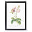Damask Rose in Pink by Pierre-Joseph Redoute - Picture Frame Painting Print-55491244-55491243