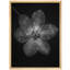 Art mural encadré, impression florale pour décoration florale-116561246-116561242