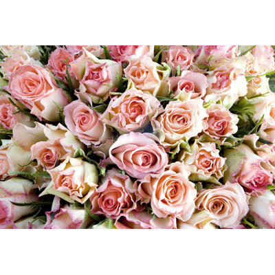 Beranda " Roses "