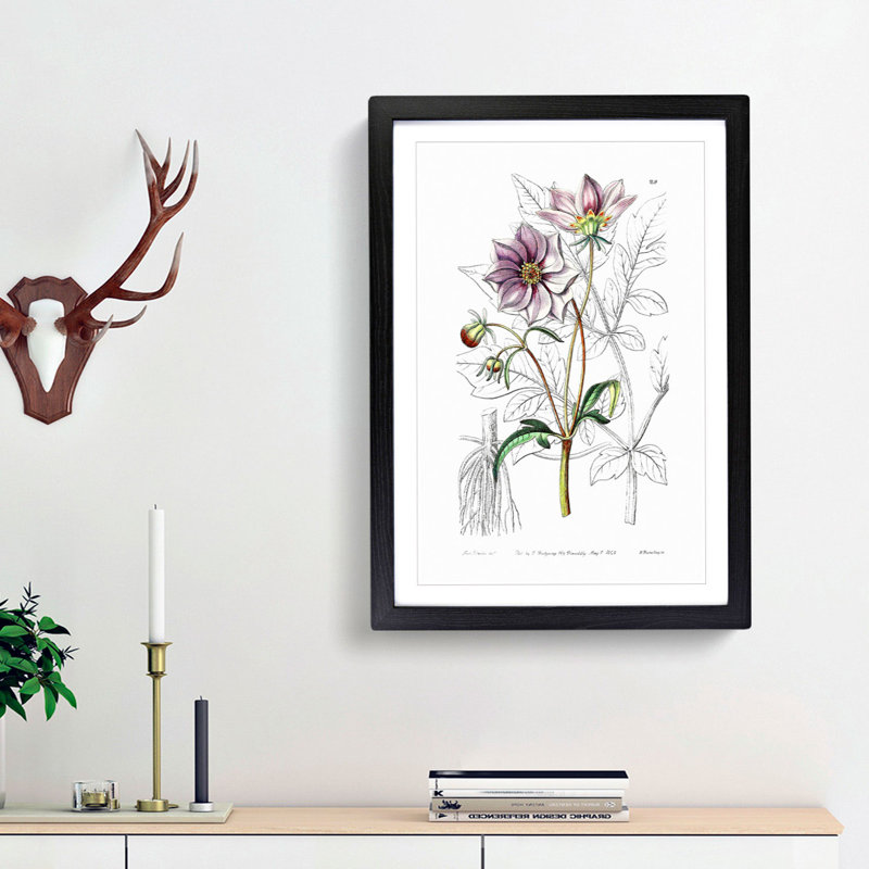 Purple Dahlia Flowers - Framed Print, 36cm H x 27cm W x 2cm D, Black Framed