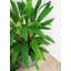 Faux calathea botanique au fini vert-1369256152