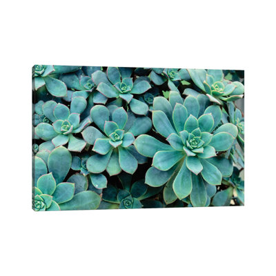 Close-Up Of Plants, Buffalo And Erie County Botanical Gardens, South Park, Buffalo, New York, USA - Wrapped Canvas Print