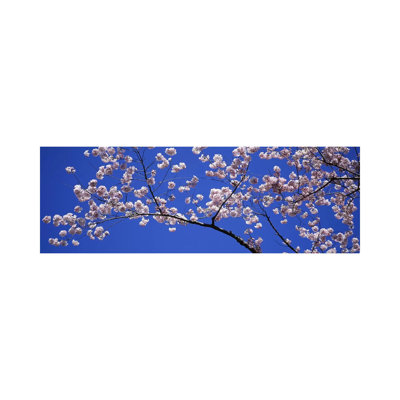 Cherry Blossoms Washington DC USA - Wrapped Canvas Panoramic Print