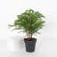 Live Norfolk Island Pine Plant