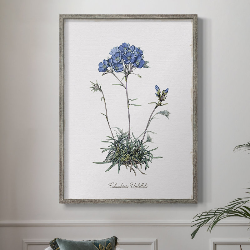 Caladrinia, reproduction encadrée - bois massif