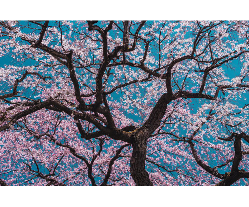 Wrapped Canvas Print, 50.8 cm H x 76.2 cm W