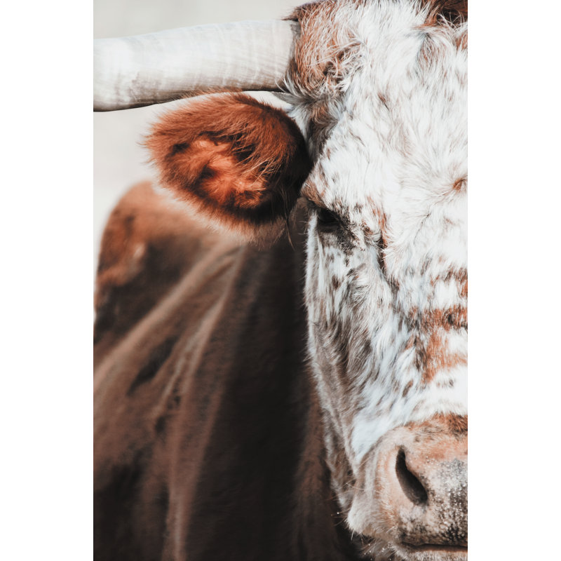 Taureau rouge et blanc, H 18 po x l 12 po, Non, Wrapped Canvas