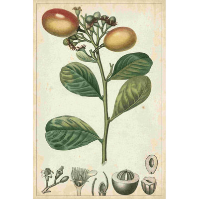 Fruits exotiques II