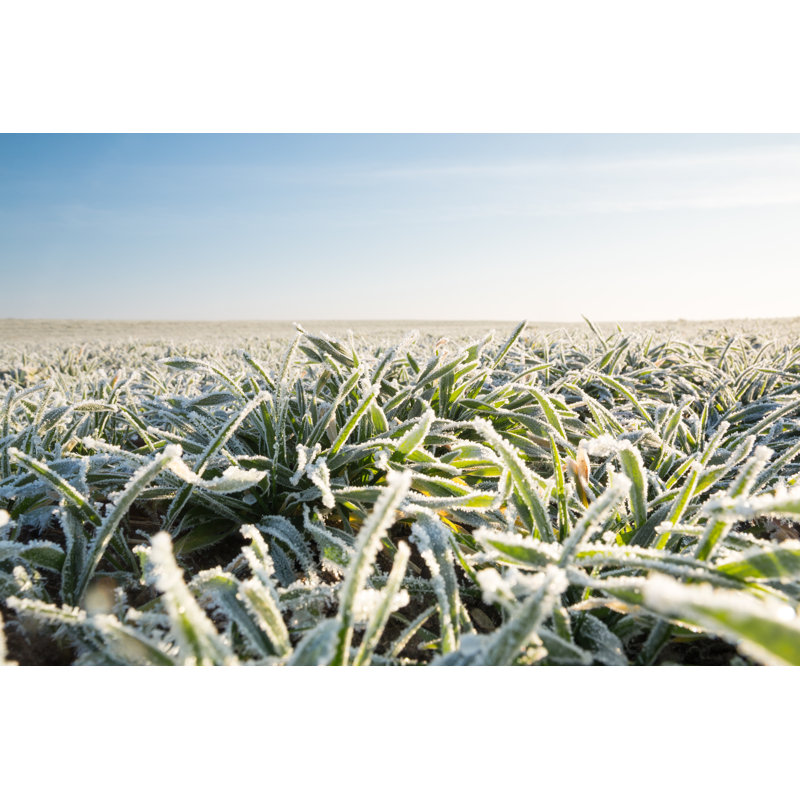 Winter Crops Covered With Frost - Wrapped Canvas Print, 61cm H x 91cm W