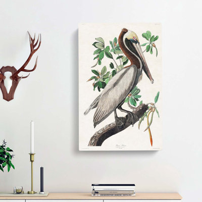 Brown Pelican by John Audubon - Wrapped Canvas