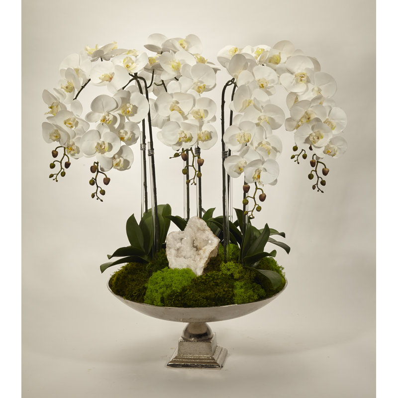 Orchid Flowering in Urn, White