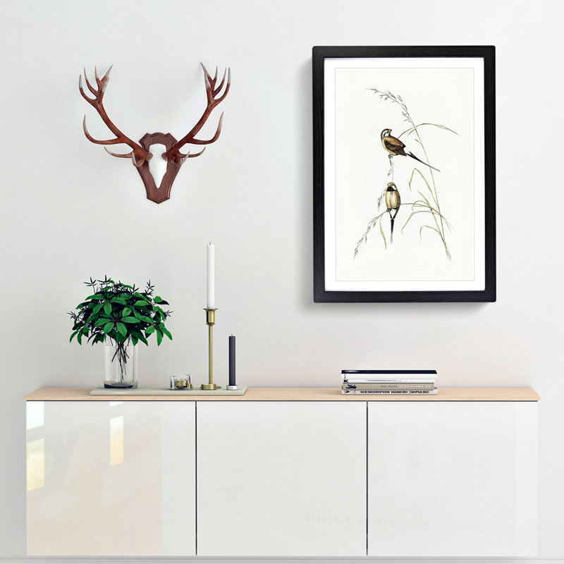 Long-Tailed Grass Finch by Elizabeth Gould - Framed Print, Black Framed, 65cm H x 48cm W x 2cm D